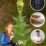 Los Increíbles Beneficios del Verbasco: Remedios Naturales para Tu Salud