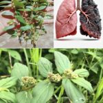 Descubre el Oro Natural: Beneficios de la Euphorbia Hirta para la Salud Respiratoria