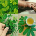 Descubre el Tesoro Oculto en Tu Jardín: Beneficios de la Mimosa Pudica