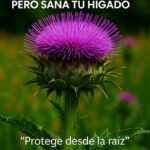 El Cardo Mariano: La Flor que Sana tu Hígado