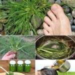El Tesoro Natural: Remedios Caseros para el Cuidado del Cabello