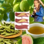 Los Poderes de las Hojas de Guayaba: Un Tesoro de la Naturaleza