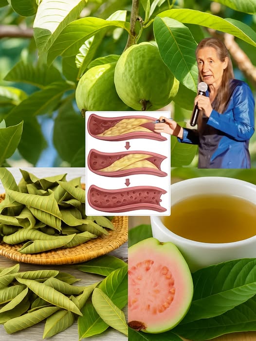 Hojas de guayaba y sus usos medicinales