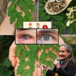El Árbol Milagroso: 6 Beneficios para la Salud de la Moringa y Cómo Usarla