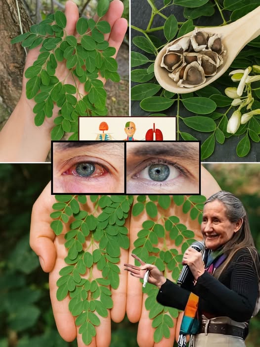 Moringa - Beneficios para la salud