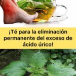 Descubre el Té de Ortiga: Un Alivio Natural para el Exceso de Ácido Úrico