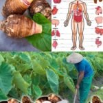 Descubre los Beneficios del Taro: Salud y Recetas Caseras