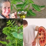 Chancapiedra: La Planta Milagrosa para la Salud Renal