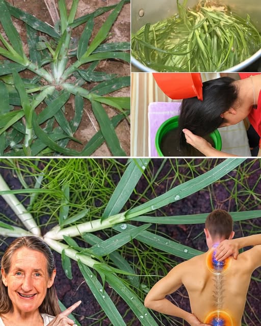 Infusión de cola de caballo para el cuidado del cabello y la salud