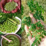La Moringa: El Tesoro Oculto en tu Jardín