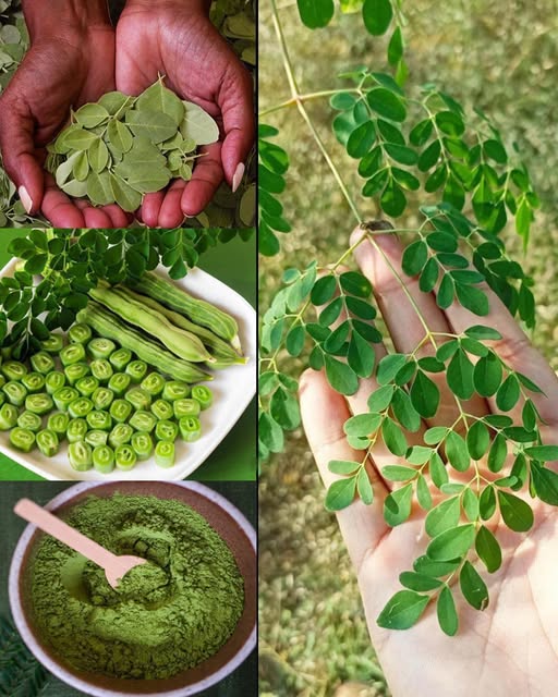 Moringa