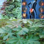 El Ricino: Un Tesoro Natural para Aliviar Dolencias