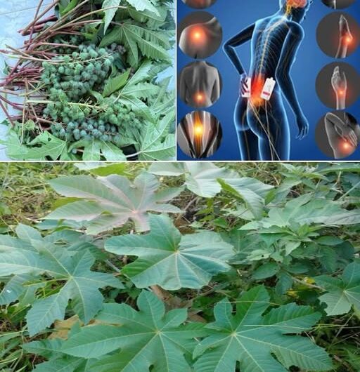 El Ricino: Un Tesoro Natural para Aliviar Dolencias