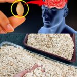 ¡Sorpréndete! Los Asombrosos Beneficios de las Semillas de Calabaza para tu Salud