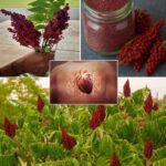 Descubre el Poder del Zumaque: Beneficios para la Salud y Uso Culinario
