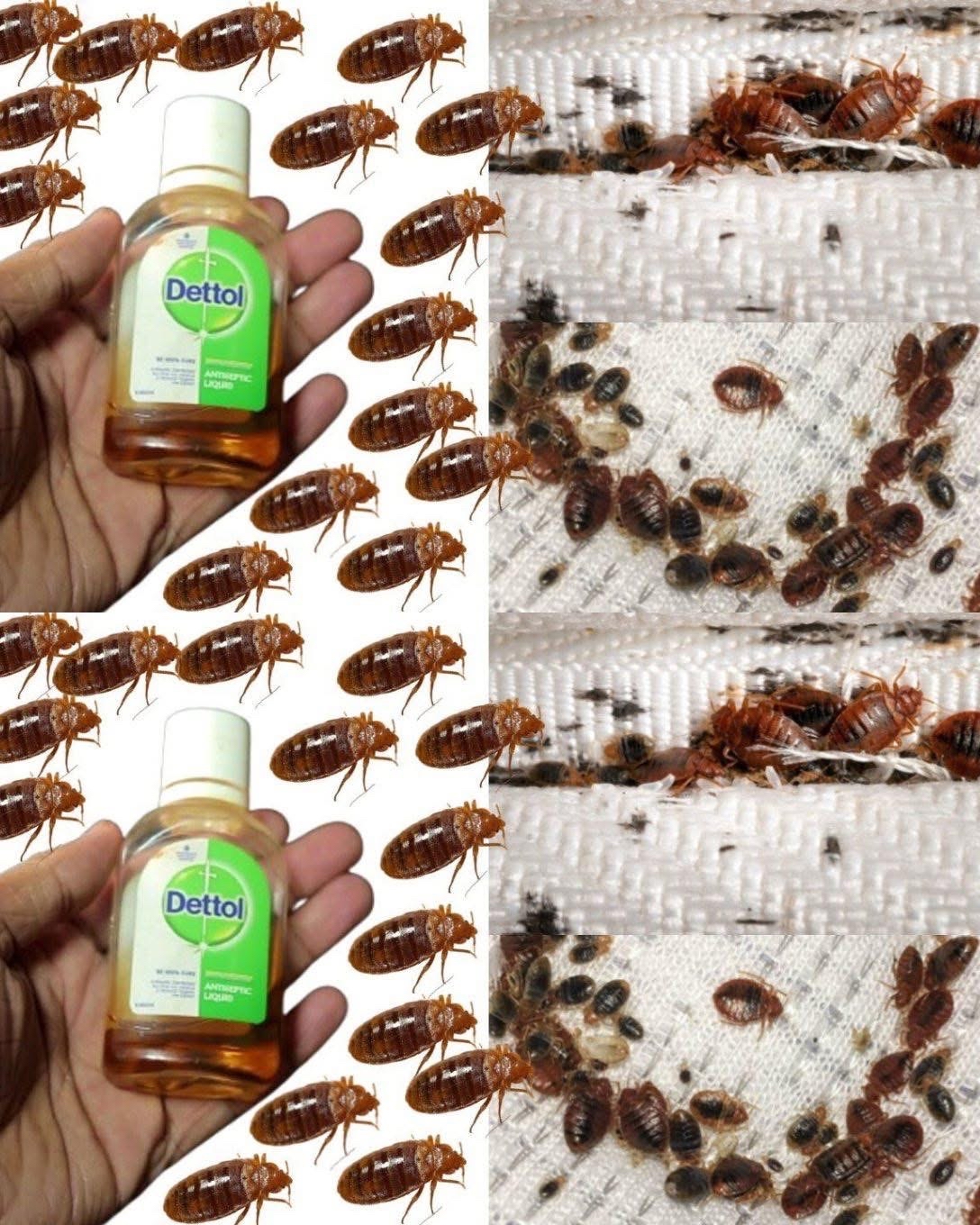 Chinches y producto Dettol