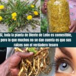 Los Tesoros de la Planta Diente de León: Raíces que Sanan