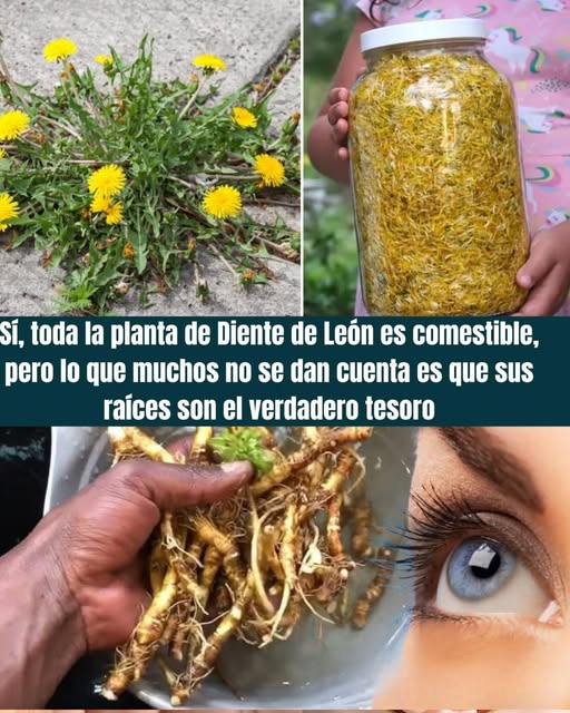 Partes de la planta de diente de león