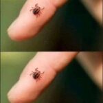 Advertencia de Garrapatas: ¿Qué Hacer si Llega a Tu Hogar?