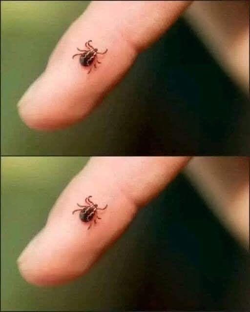 Garrapata sobre un dedo humano