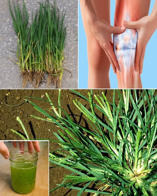 Jugo de Trigo Verde