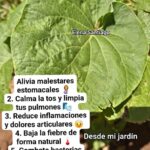 Hierba Santa: El Secreto Medicinal que Tu Abuela Conocía