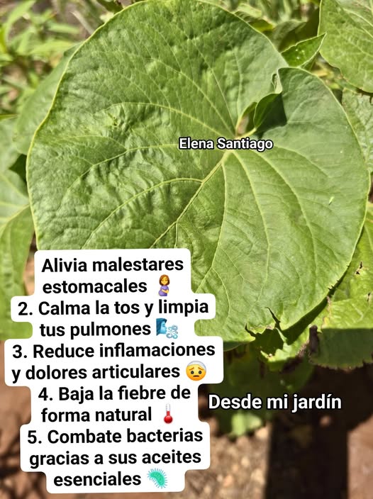 Hierba Santa en el jardín