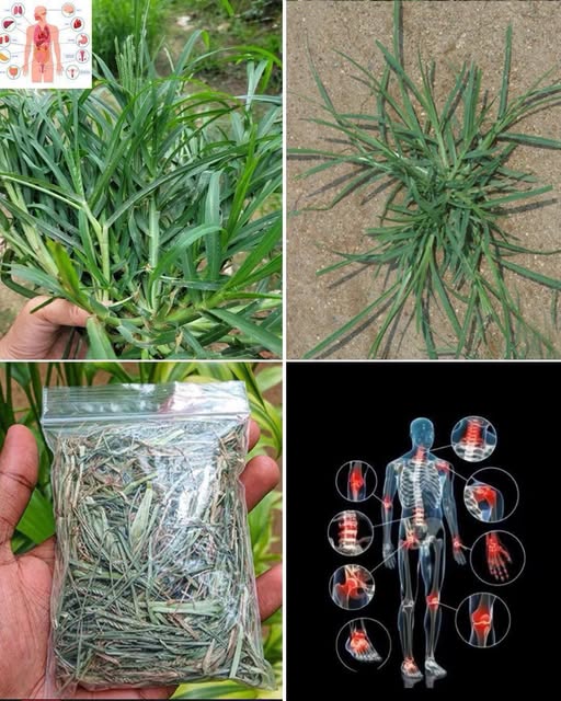 Plantas Medicinales