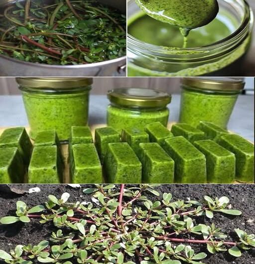 ¡Descubre la Portulaca! 7 Razones para Tener esta Planta en tu Jardín