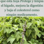 La Hierba Poderosa que Limpia tu Hígado y Mejora tu Salud