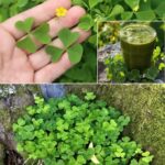 El Poder Oculto del Acederillo: La Maravilla Sencilla de la Naturaleza