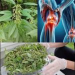 Descubre el Poder Oculto de la Ortiga Picante: Remedios Naturales para el Alivio Articular