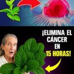 Descubriendo la Hoja que Potencialmente Ayuda a Combatir el Cáncer
