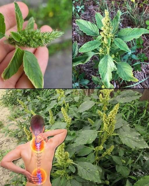 Amaranto y su potencial medicinal