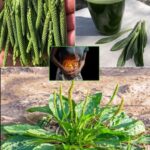 Descubre el Llantén: El «Oro Verde» en Tu Jardín