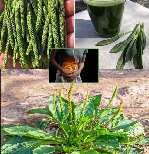 Descubre el Llantén: El «Oro Verde» en Tu Jardín