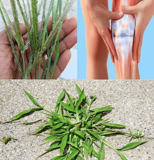 Las Plantas Milagrosas: Remedios Naturales para el Cuidado de las Articulaciones