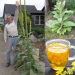 Gordolobo: La Planta Silenciosa que Alivia Tos, Dolor e Inflamación