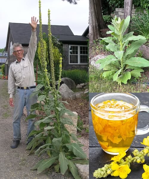Gordolobo y su uso en remedios naturales