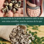 Los Poderes Ocultos de las Semillas de Moringa: Una Guía de Salud Natural