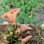 La Hierba del Sapo: Un Tesoro Escondido en Tu Jardín