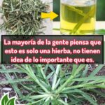 La Importancia del Pasto Limón: Beneficios y Recetas Naturales