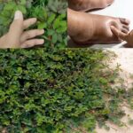 Descubre el Tesoro en tu Jardín: La Mimosa Pudica y sus Beneficios para la Salud