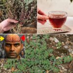 Descubriendo los Usos de la Gobernadora: Un Tesoro Natural