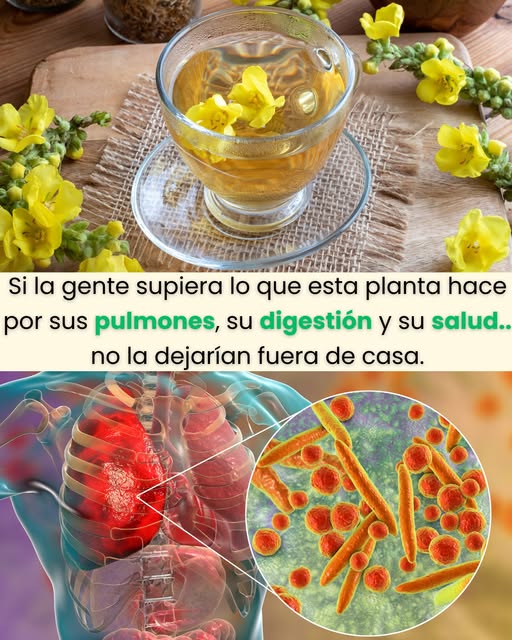 Infusión de verbasco