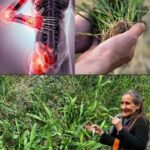 La Maleza que Cura: 10 Razones para no Arrancar el Pasto de Cangrejo de tu Jardín