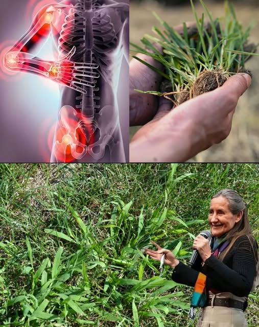 Pasto de Cangrejo como planta medicinal