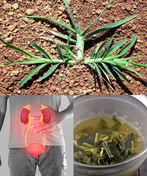 Cola de caballo como remedio natural para la salud renal