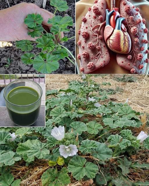 Imagen de malva y sus propiedades medicinales