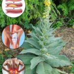 El Poder Oculto del Gordolobo: Una Planta Medicinal Maravillosa
